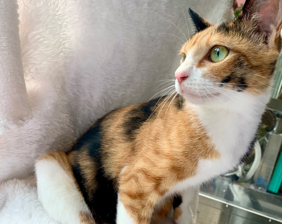 美人三毛猫と茶トラ＆黒猫の兄妹！ | 伊東動物愛護病院