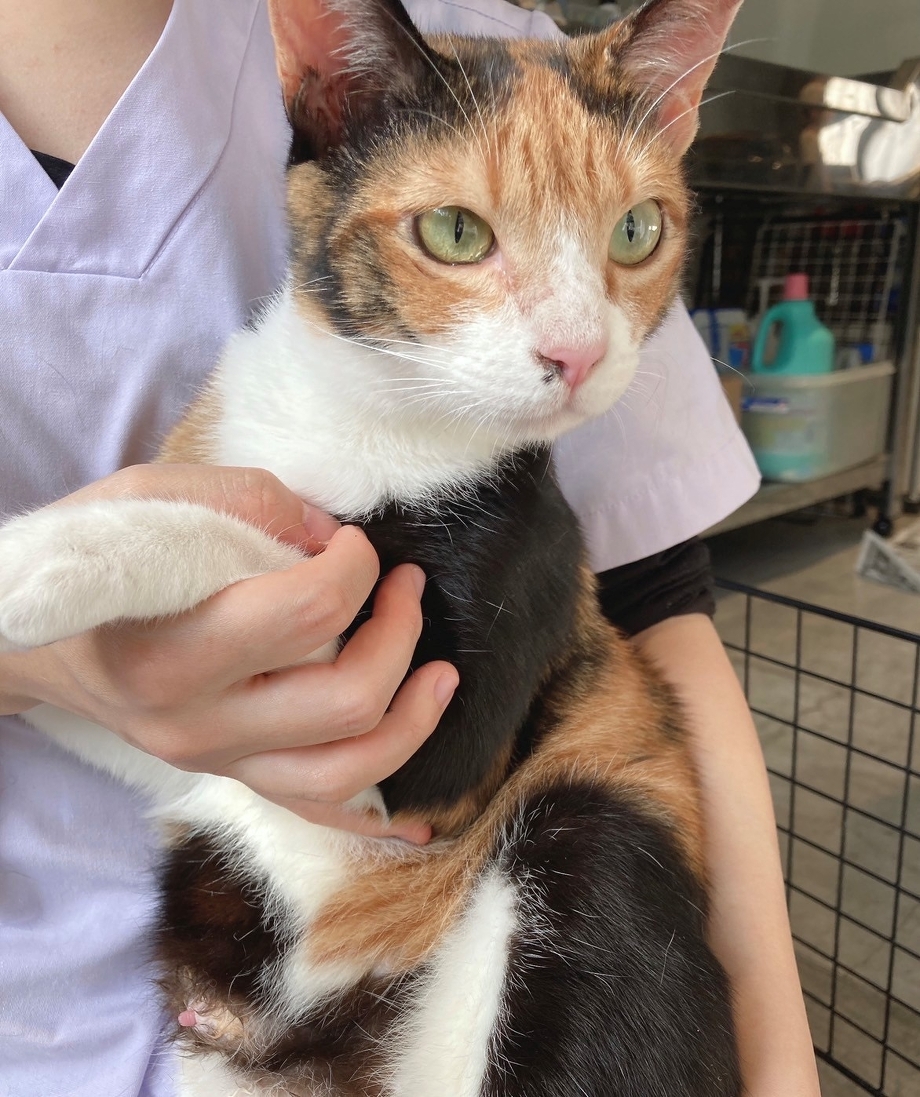 美人三毛猫と茶トラ＆黒猫の兄妹！ | 伊東動物愛護病院