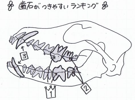 歯石がつきやすいランキング